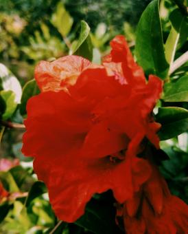 Free Stock Photo of Pomegranate flower in nature