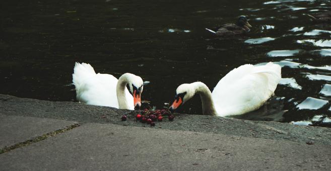 Free Stock Photo of Swans Eating Berries
