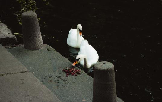 Free Stock Photo of White Swans Feeding on Cherries