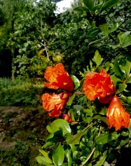 Free Stock Photo of Red Pomegranate Flowers in the Moroccan Nature