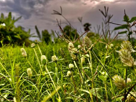 Free Stock Photo of White colored wildflowers in the evening