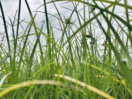 Free Stock Photo of High Green Grass Background