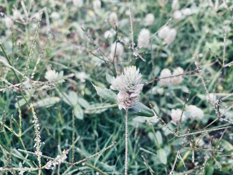 Free Stock Photo of Wild flower in another view