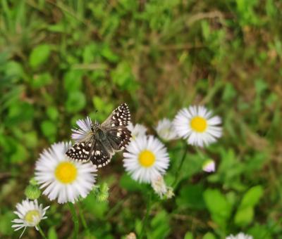 Free Stock Photo of Butterfly on a white flower