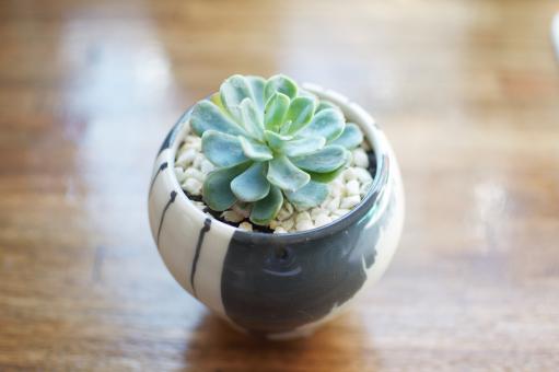 Free Stock Photo of Succulent Pot Plant