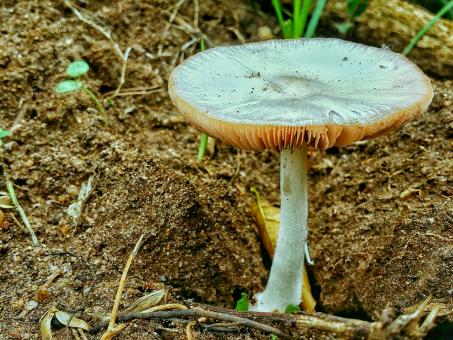 Free Stock Photo of Mushroom in the dirt