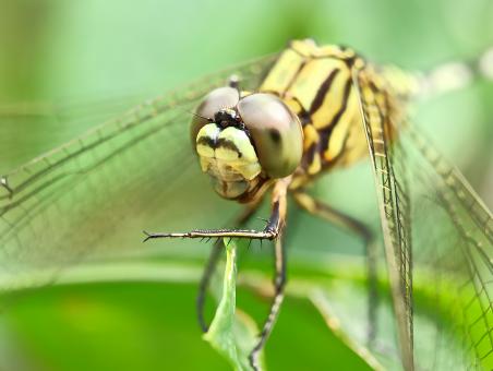 Free Stock Photo of Dragonfly perching on leaves