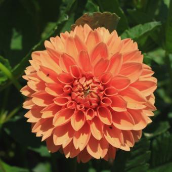 Free Stock Photo of Orange Dahlia Flower