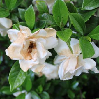 Free Stock Photo of White Wilting Flowers