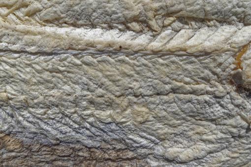 Free Stock Photo of Sun-dried salted codfish