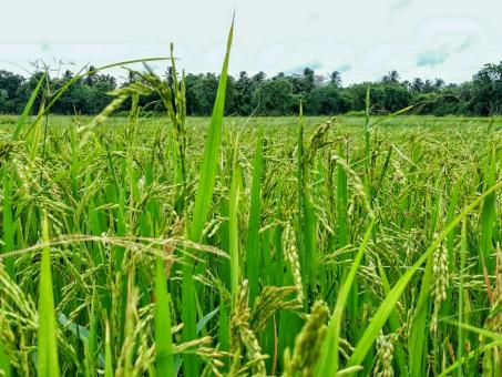 Free Stock Photo of Green Paddy Field