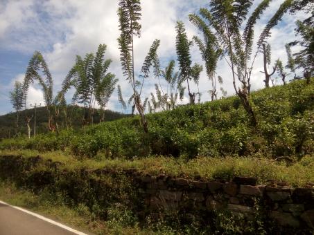Free Stock Photo of Tea garden