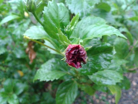 Free Stock Photo of Red Flower Bud