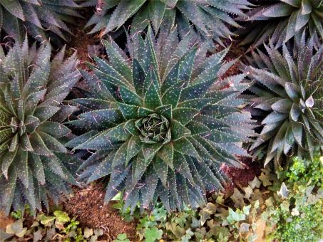 Free Stock Photo of Pineapple Cactus