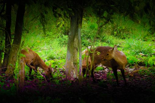 Free Stock Photo of Deer in Kaziranga National Park