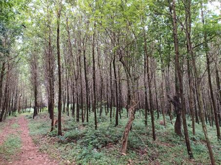 Free Stock Photo of Mahogany Plantation in Malayattoor