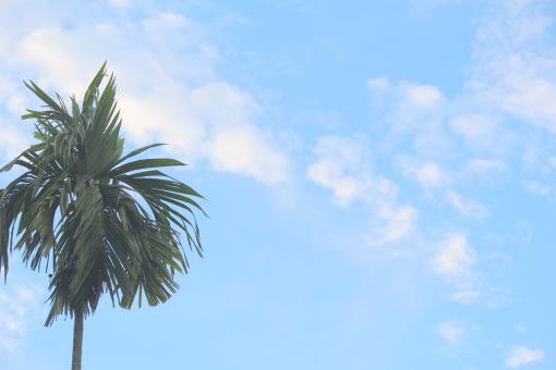 Free Stock Photo of Palm Tree and Blue Sky