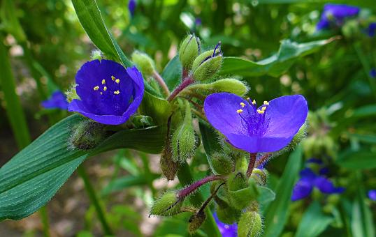 Free Stock Photo of Purple Flowers in Amsterdam