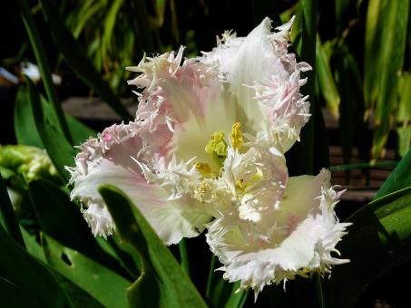 Free Stock Photo of White and Pink Tattered Flower