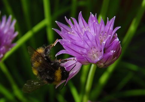 Free Stock Photo of Purple Flower and Honey Bee