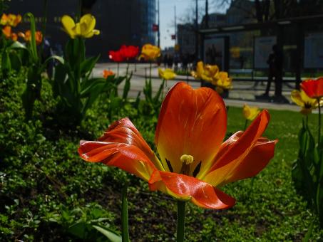 Free Stock Photo of Orange Tulip in Garden