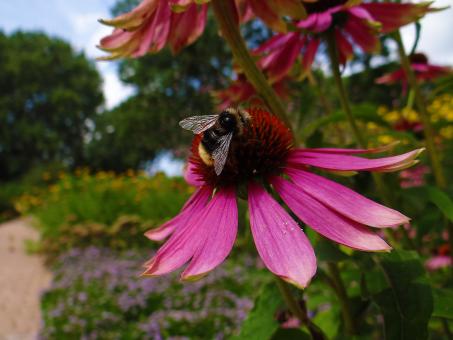Free Stock Photo of Pink Flower and Honey Bee