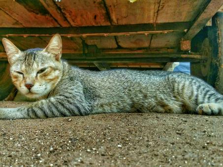 Free Stock Photo of Lazy Cat