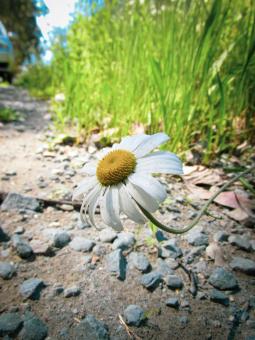 Free Stock Photo of White blooming daisy