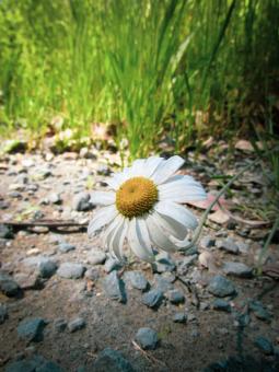 Free Stock Photo of White Daisy Flower