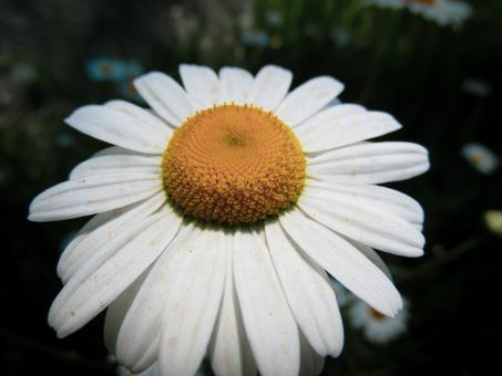 Free Stock Photo of Daisy in Bloom - Closeup