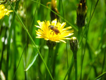 Free Stock Photo of Bee on Chrysanthemum