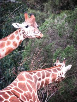 Free Stock Photo of Two giraffes eating leaves from a tree