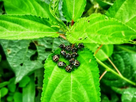Free Stock Photo of Insects on Leaves