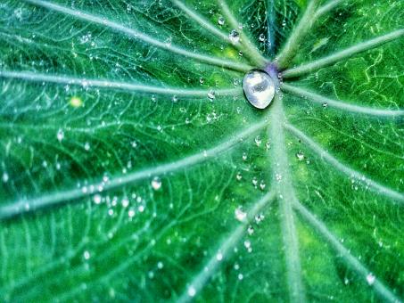 Free Stock Photo of Water on the leaf