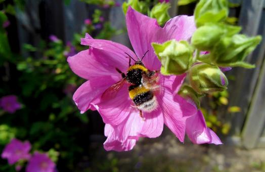 Free Stock Photo of Honey Bee in Pink Flower