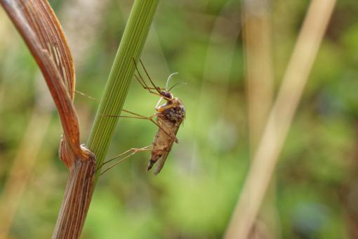 Free Stock Photo of Mosquito Macro