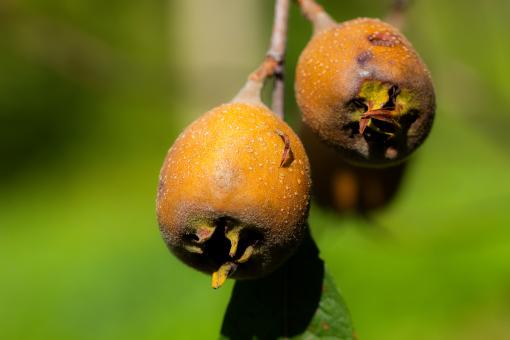 Free Stock Photo of Ripe fruit on a branch