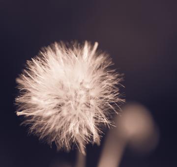 Free Stock Photo of Dandelion Flower - Monochrome