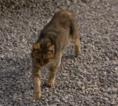 Free Stock Photo of Walking Cat
