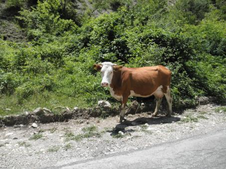 Free Stock Photo of Cow in Rugova Mountains in Peja, Kosovo