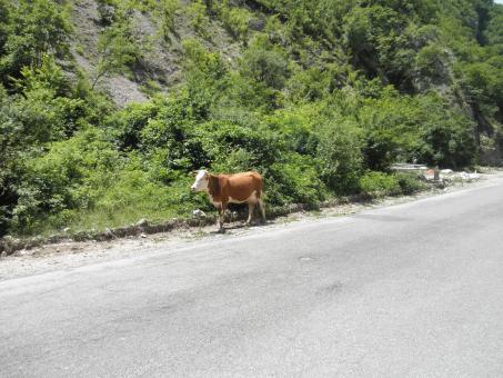 Free Stock Photo of Cow in rugova mountains near the street