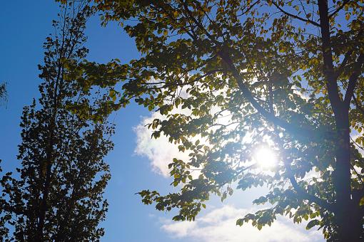 Free Stock Photo of Sunny Sky Behind the Tree