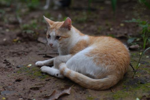 Free Stock Photo of One eyed Cat
