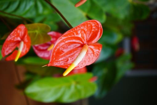Free Stock Photo of Red Anthurium