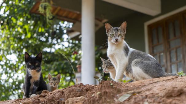 Free Stock Photo of Cat and Kittens