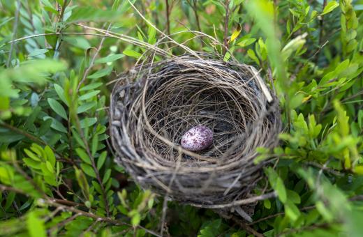Free Stock Photo of Abandoned Egg in Nest