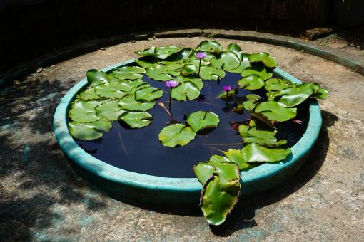 Free Stock Photo of Lotus in Circular pool