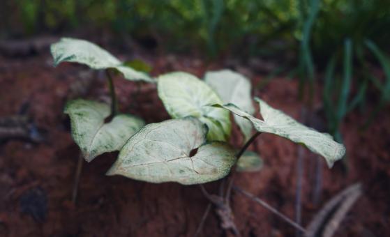Free Stock Photo of White Taro Leaves