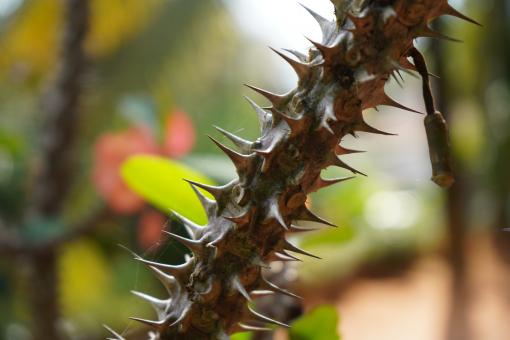 Free Stock Photo of Thorn of a Plant