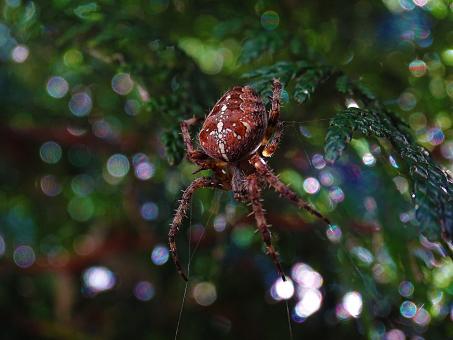 Free Stock Photo of Red Spider in Tree